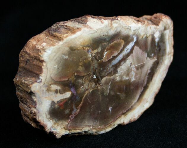Petrified Wood - Limb Slice From Madagascar #1819